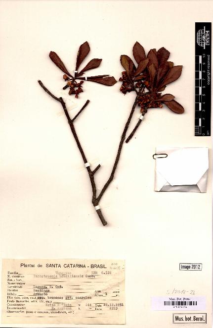 spécimen de Ternstroemia brasiliensis